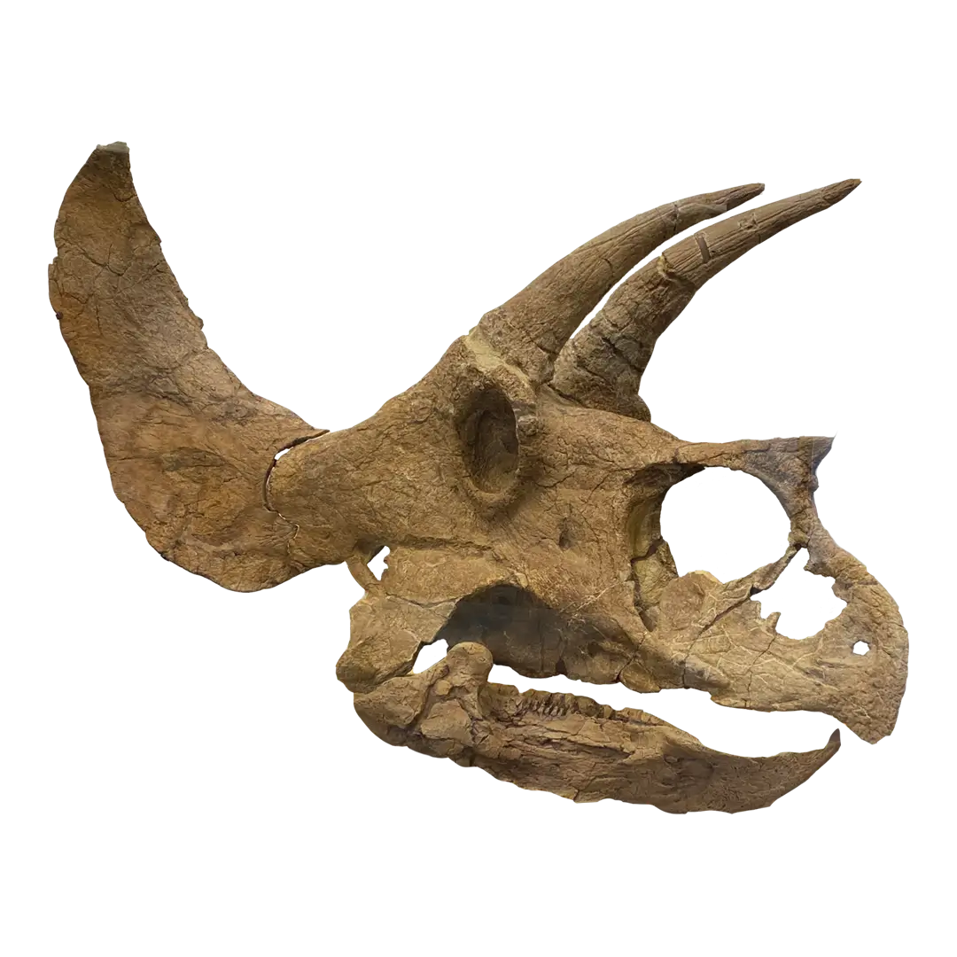 Jurassic Finance Waitlist image